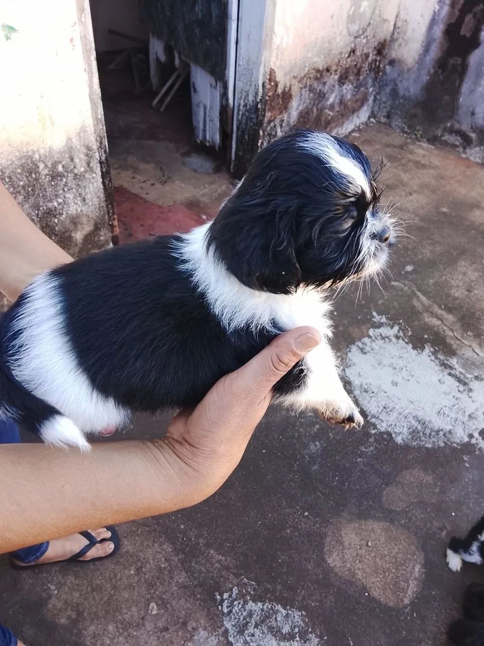 Vendo filhotes de Shitzu - Foto 4