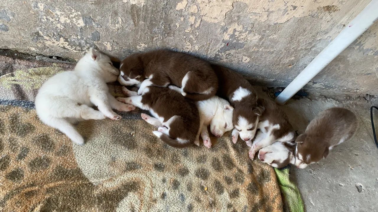 Husky siberiano  - Foto 3