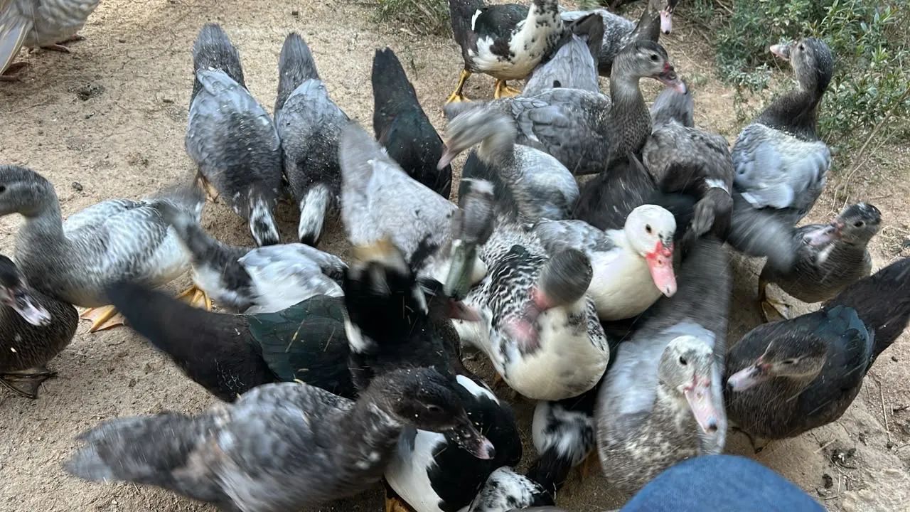 Patos jovens  - Foto 4