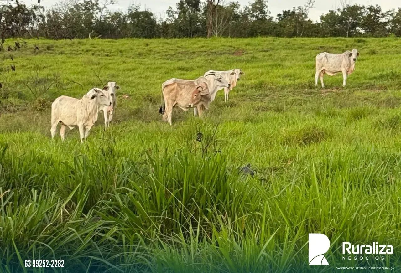 Fazenda Ideal Para Pecuária | Aceita troca Próximo a Araguaína. - Foto 2