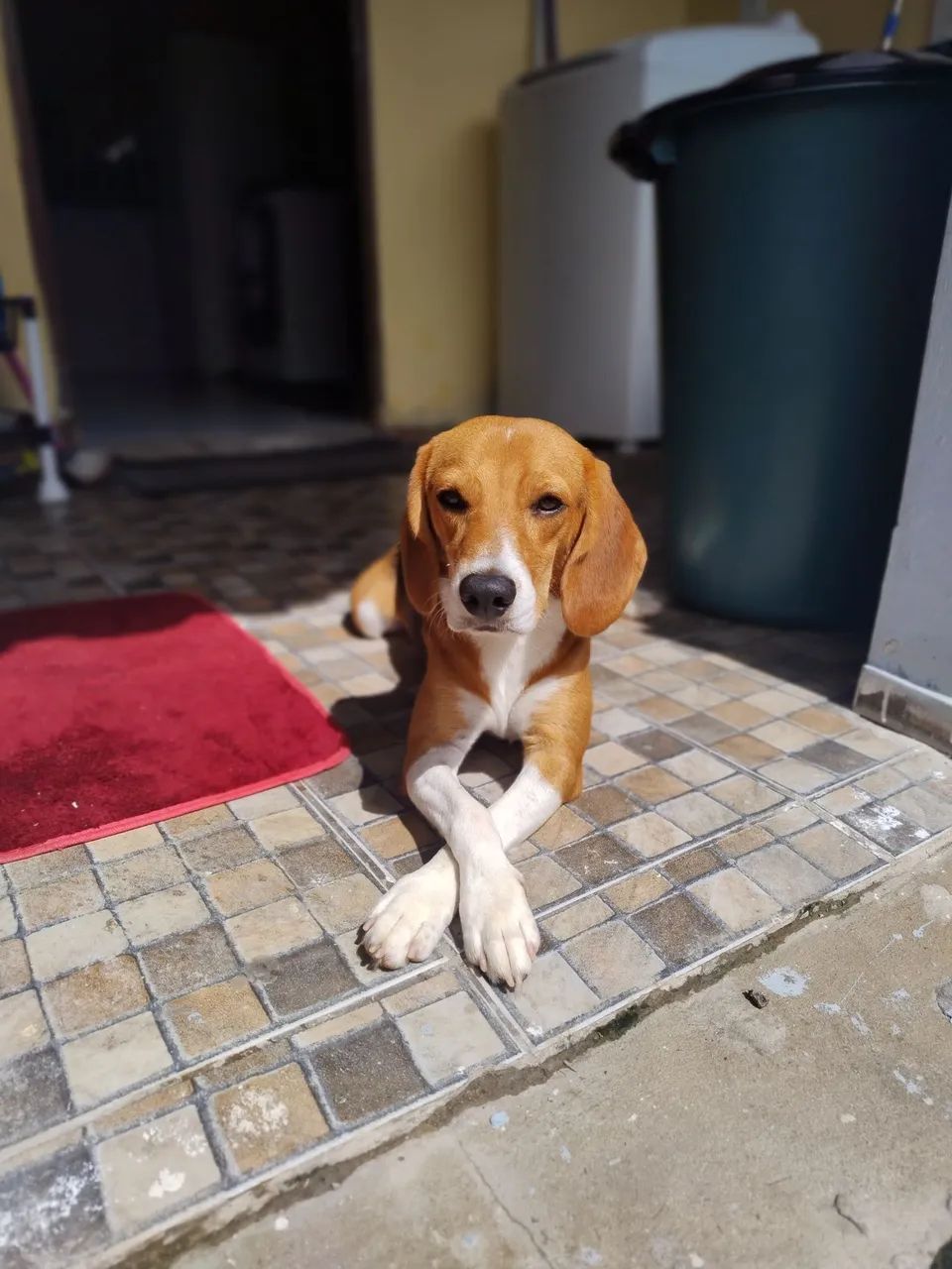 Beagle a procura de namorada. - Foto 3