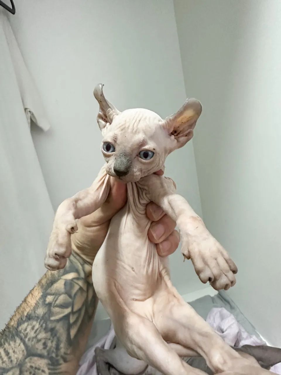 Sphynx macho elfo 