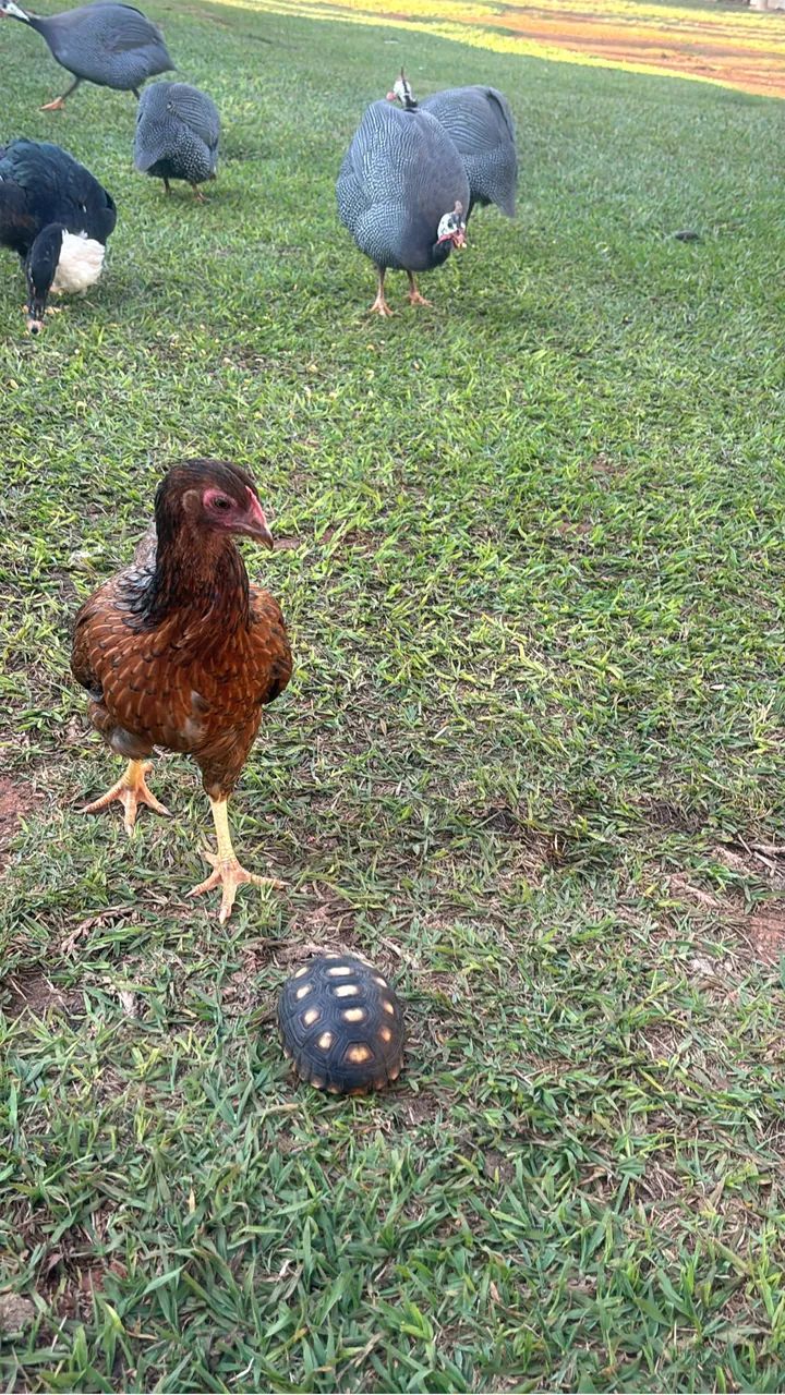 Galinha  - Foto 4