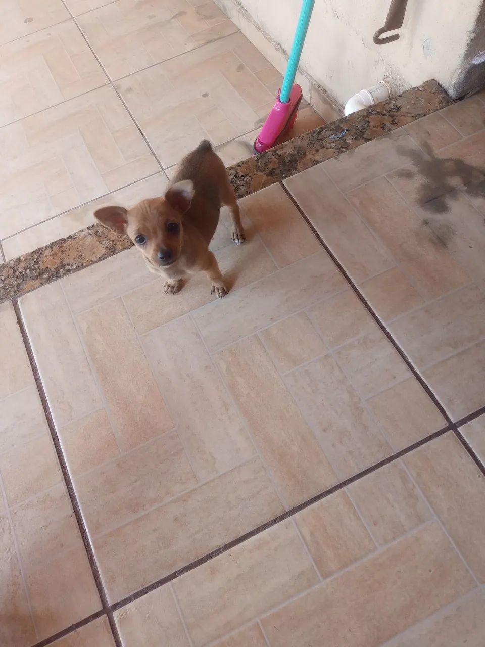 Linda Pincher  - Foto 3