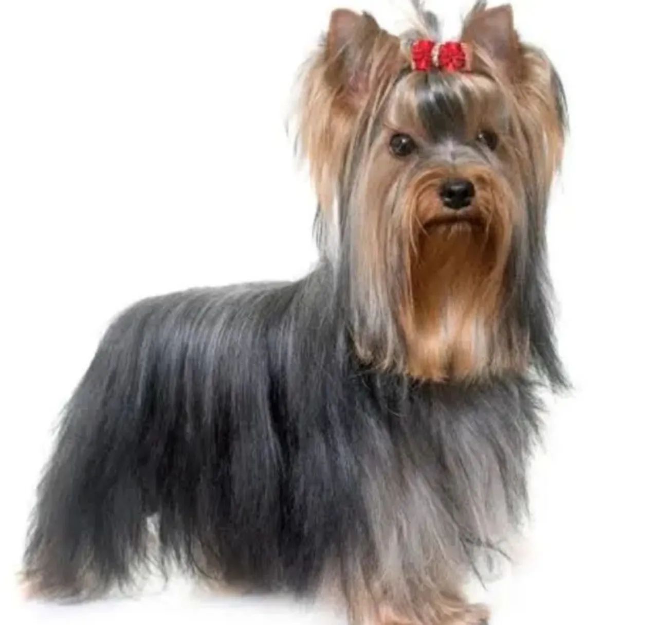 Yorkshire terrier - Foto 3