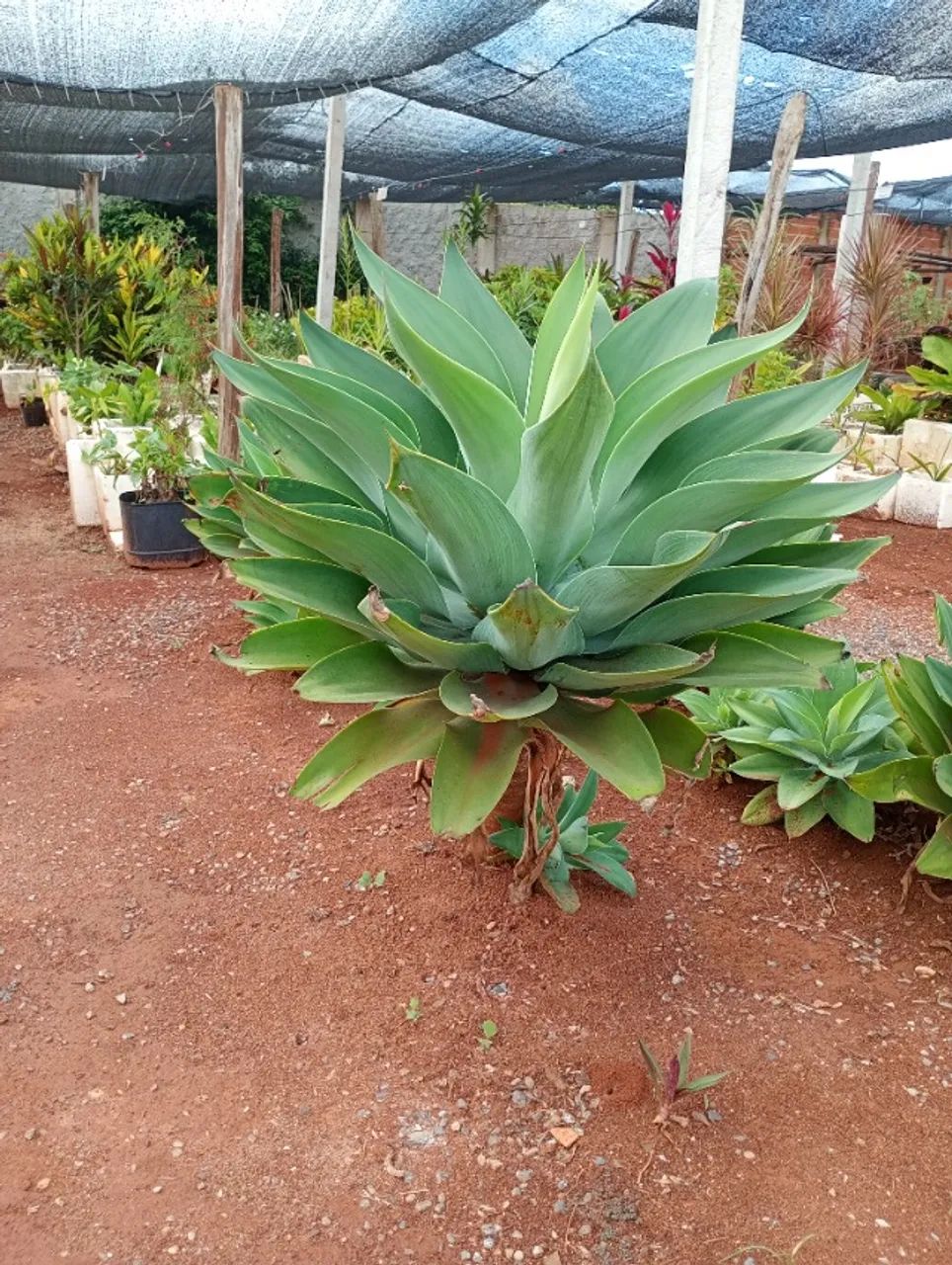 Mudas agave dragão  - Foto 3