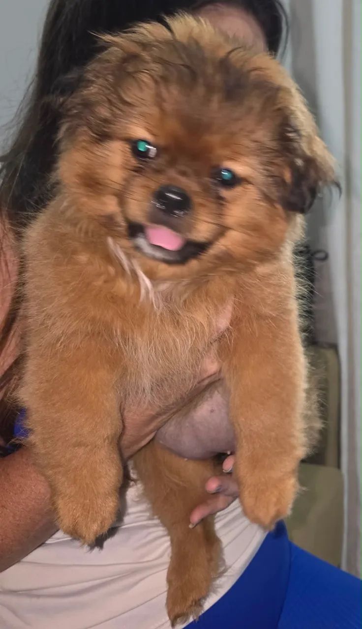 Shitzu com ilhasa apso - Foto 2