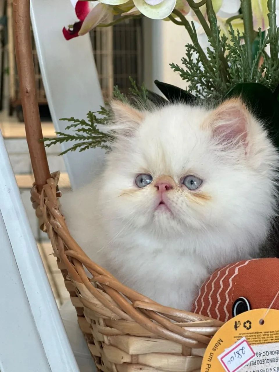 Gata persa.branca - Foto 4