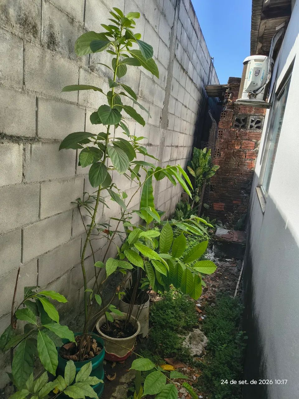 Plantas frutíferas  - Foto 2