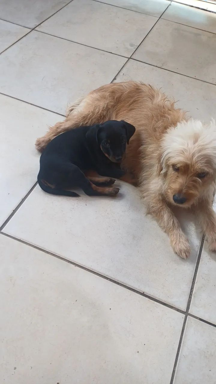 Doação de cachorrinho - Foto 2