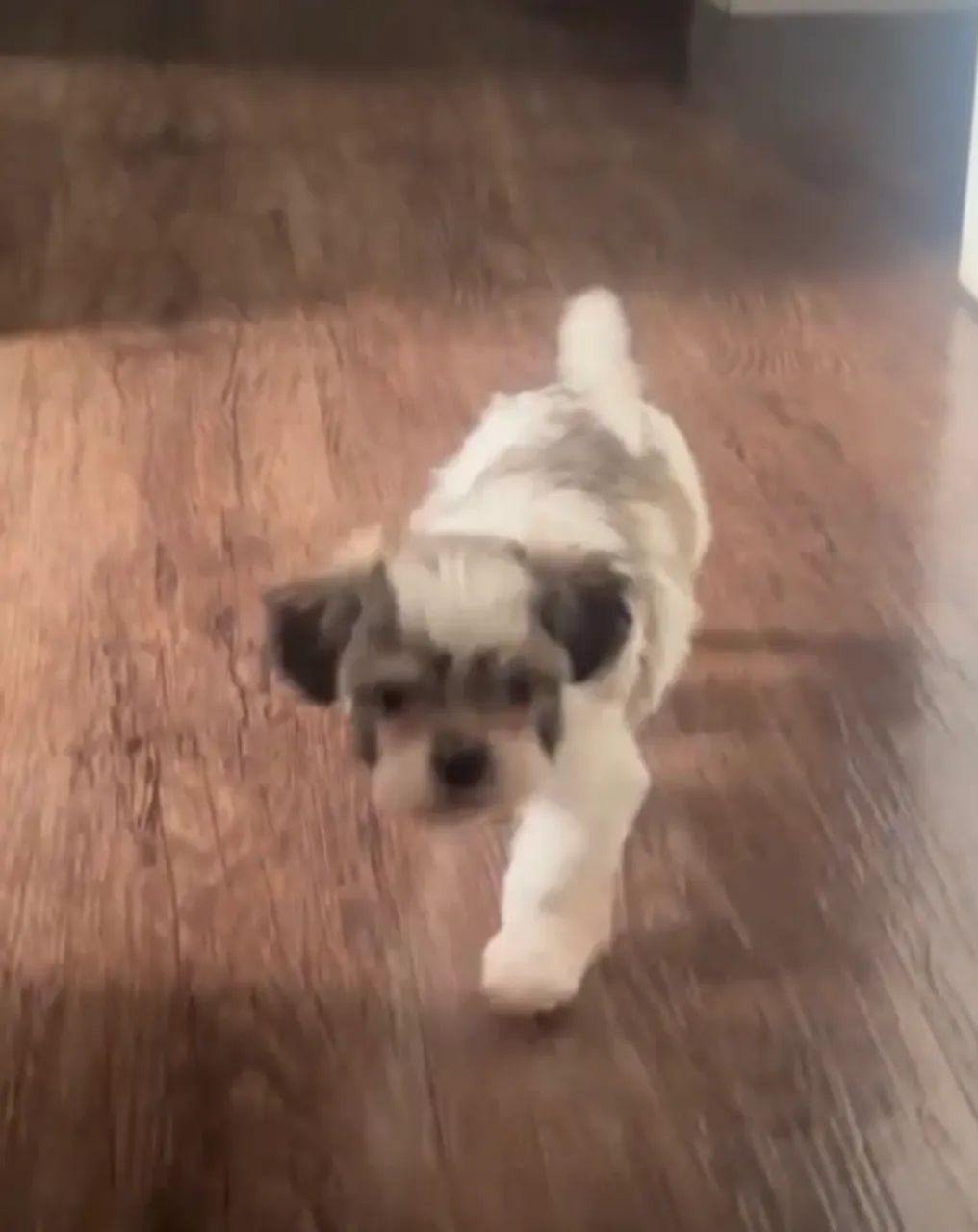 Shih Tzu para doação