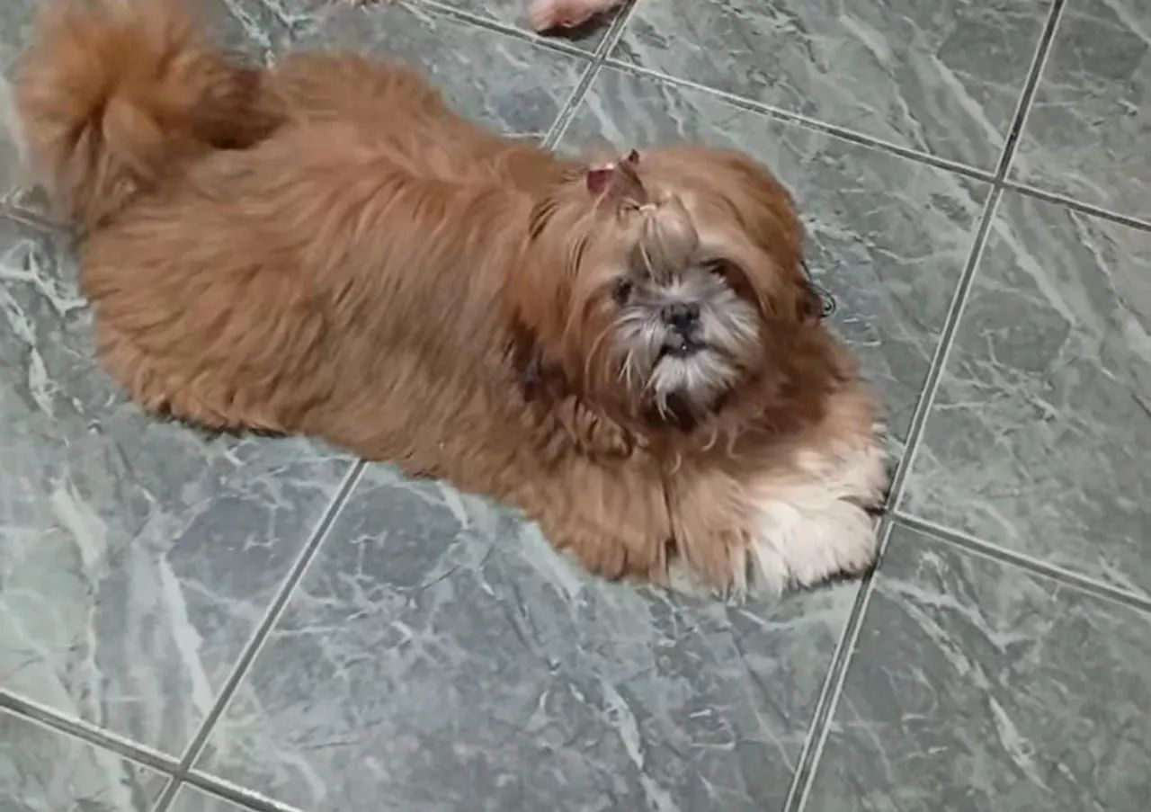 Shih Tzu fêmea  - Foto 3