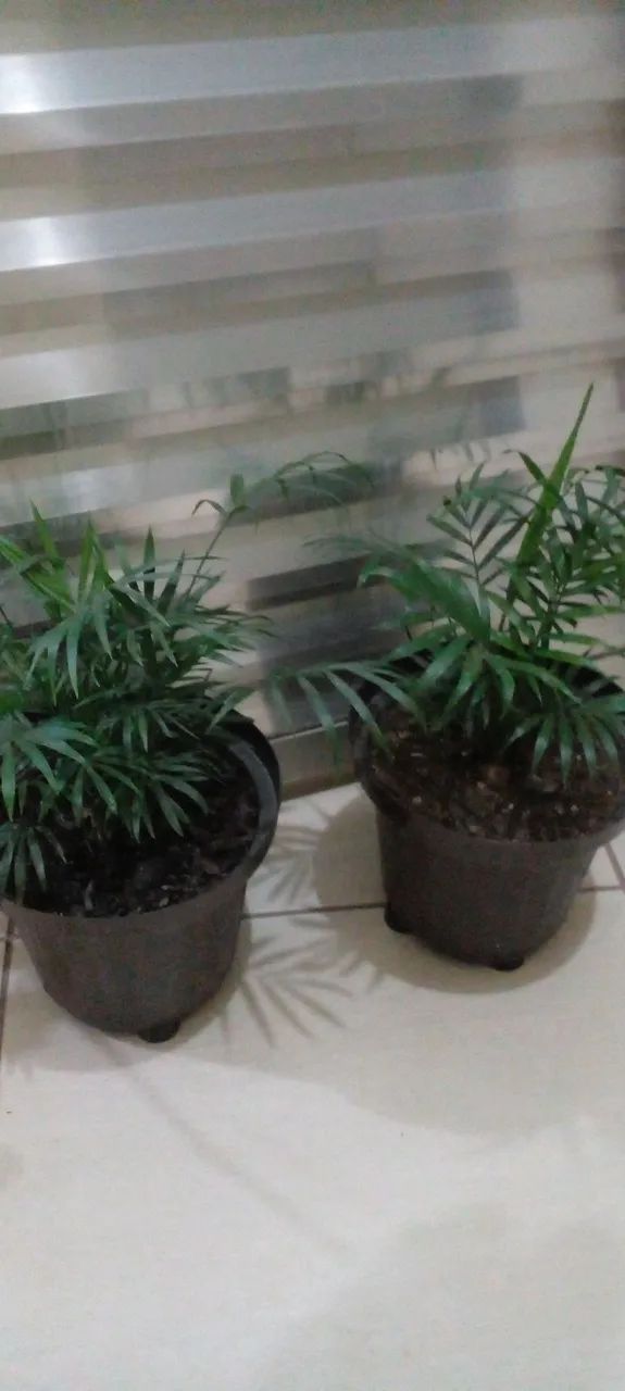 Vasos com lindas folhagem  - Foto 4