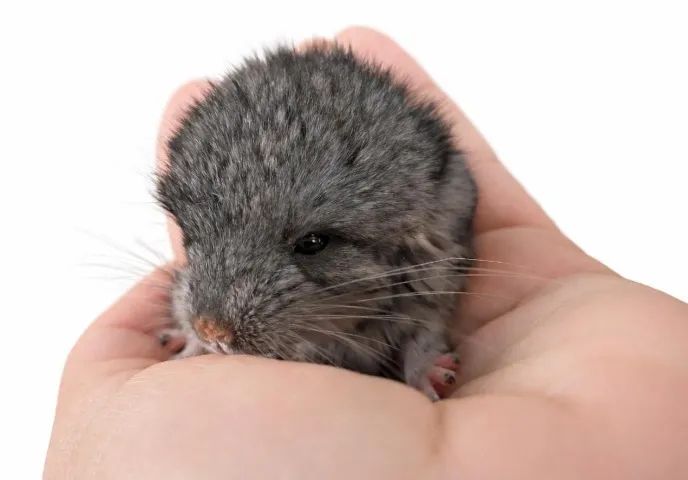 Filhotes de Chinchila Standard  - Foto 2