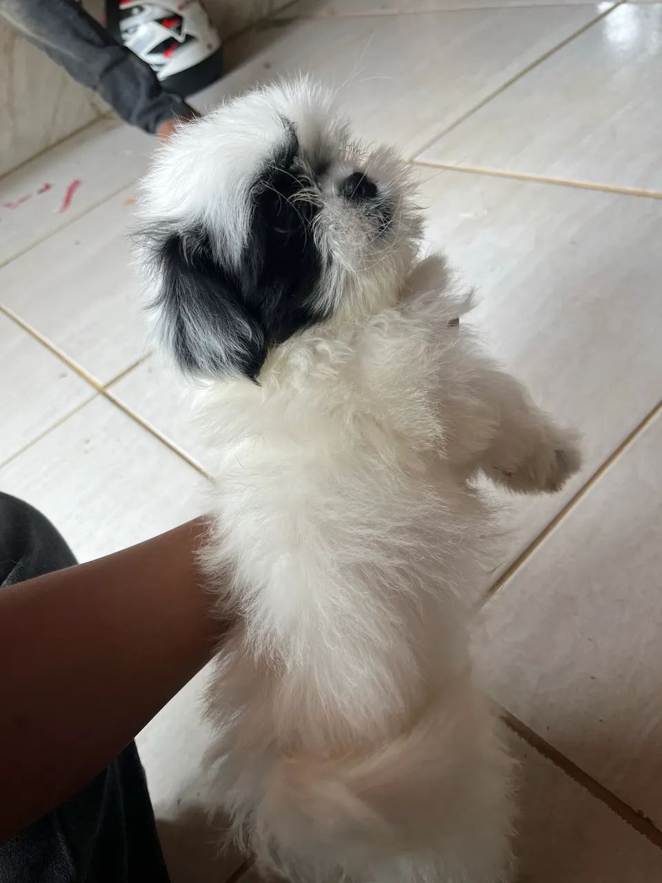 Shitzu macho