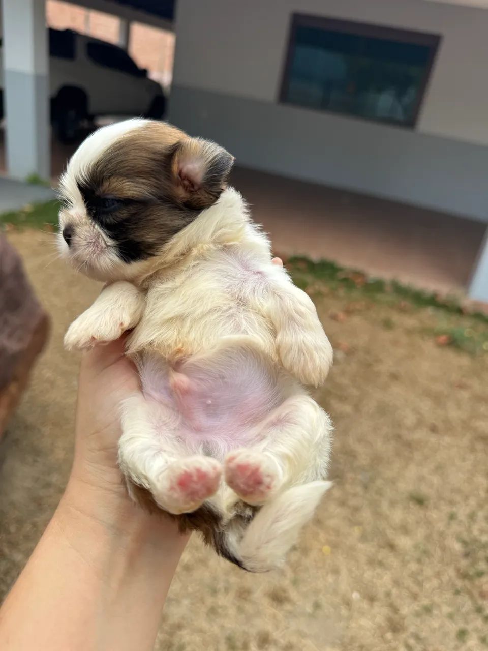 Macho Shih tzu  - Foto 5