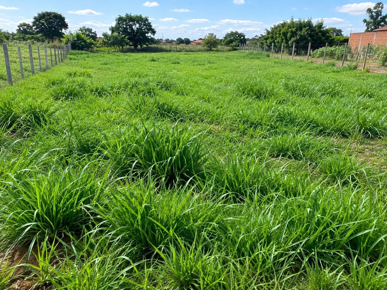 Lote nova Carajás 
