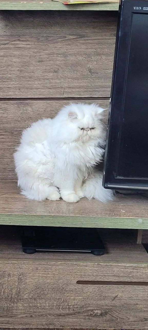 Gato persa macho cruza(nao venda)