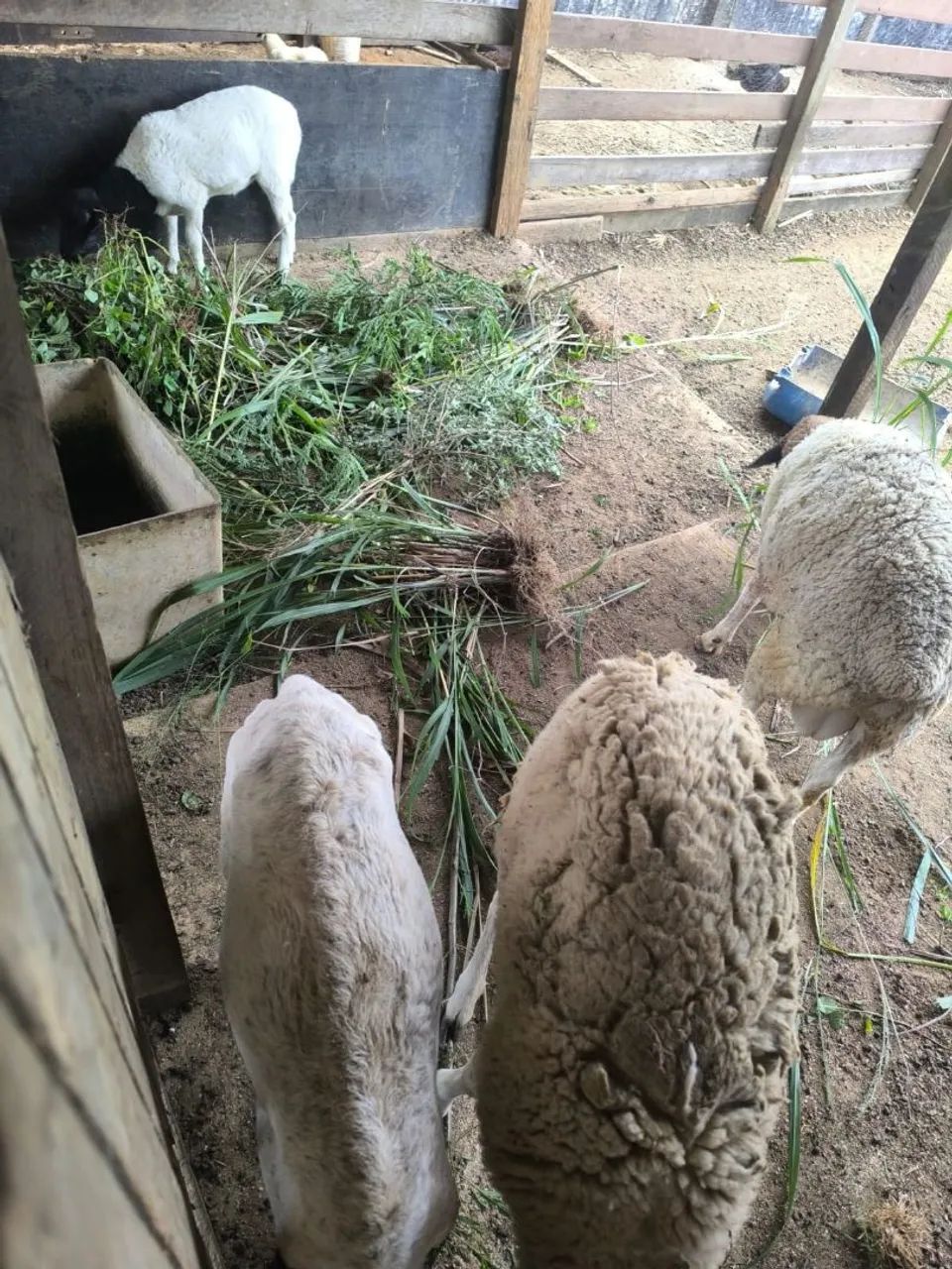 Animais  - Foto 3