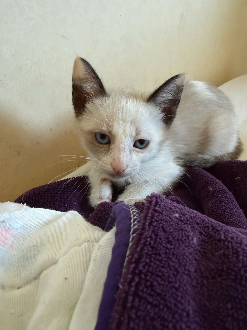 Doação de 2 gatinhas  - Foto 2