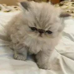 Gato Persa Black Smoke