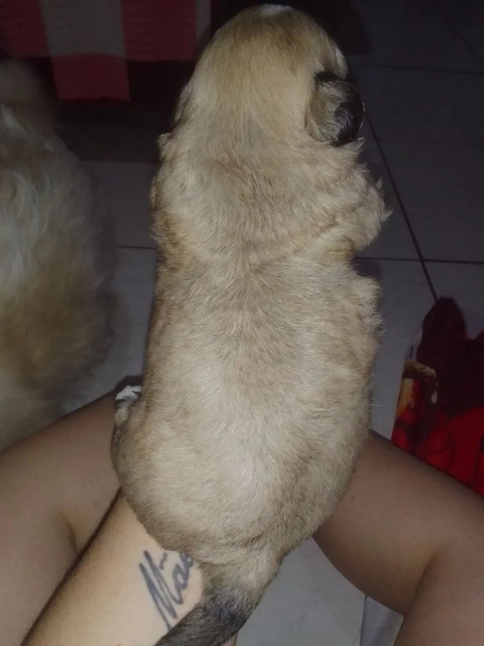 Shih Tzu - Foto 3