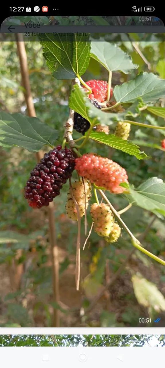 VENDO UMA PEQUENA CASA NO BAIRRO GENESIANO - Foto 9