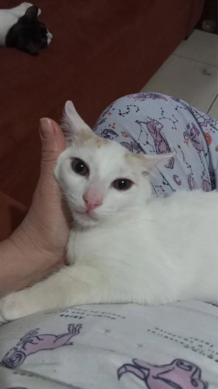 GATOS MACHOS - Foto 5