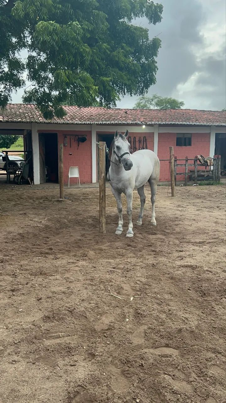 Cavalo pronto de direita para vender  - Foto 6