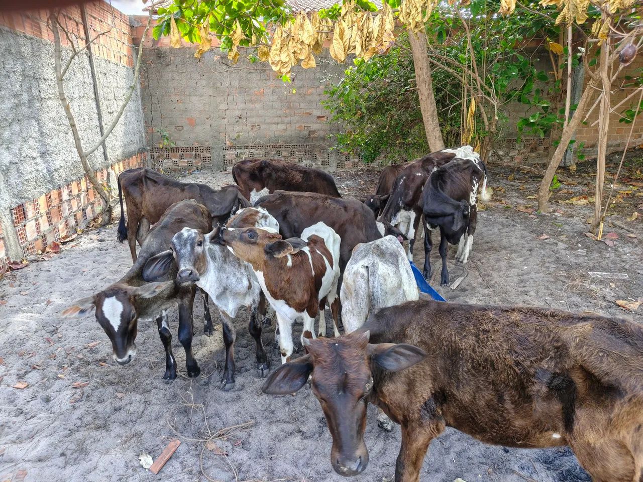 Vendo lote com bezerras e bezerros  - Foto 2