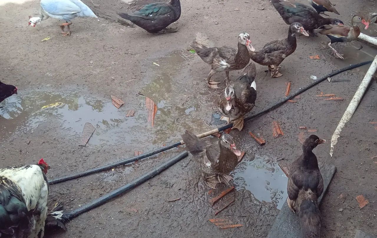 Vendo patos 