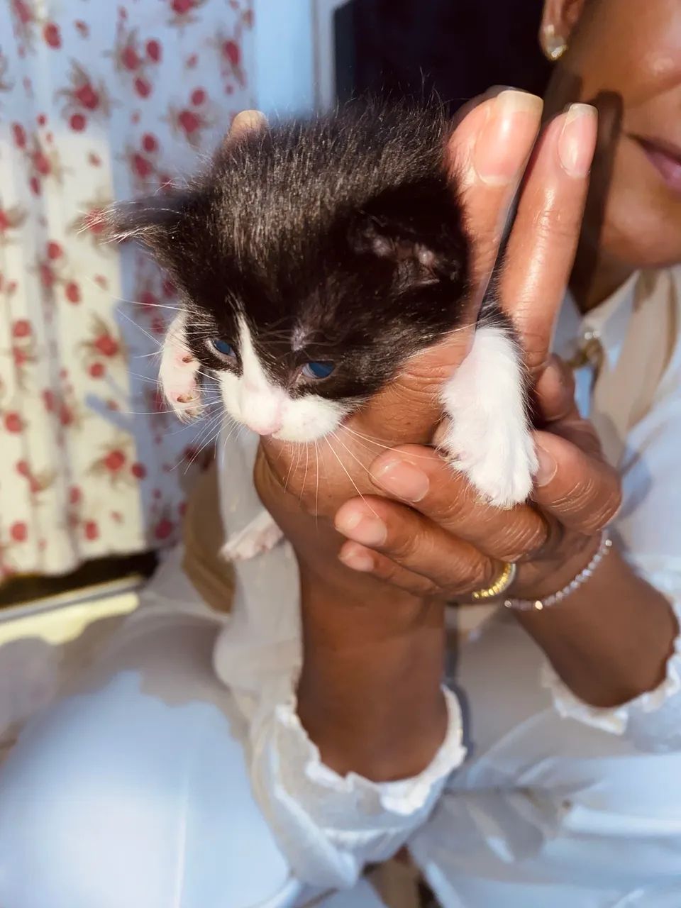 Doação de gatinhos  - Foto 4