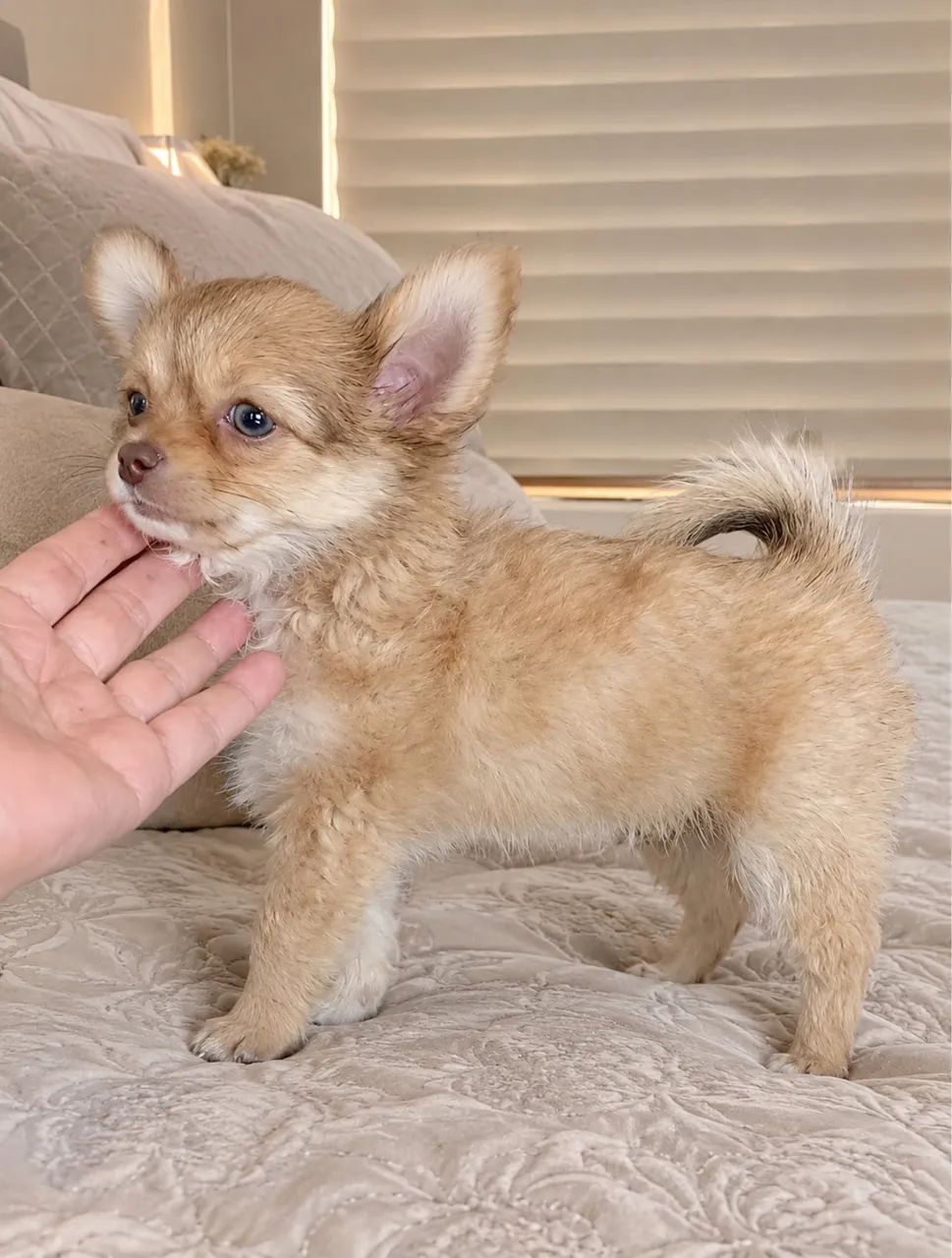 Chihuahua macho com pedigree  - Foto 3