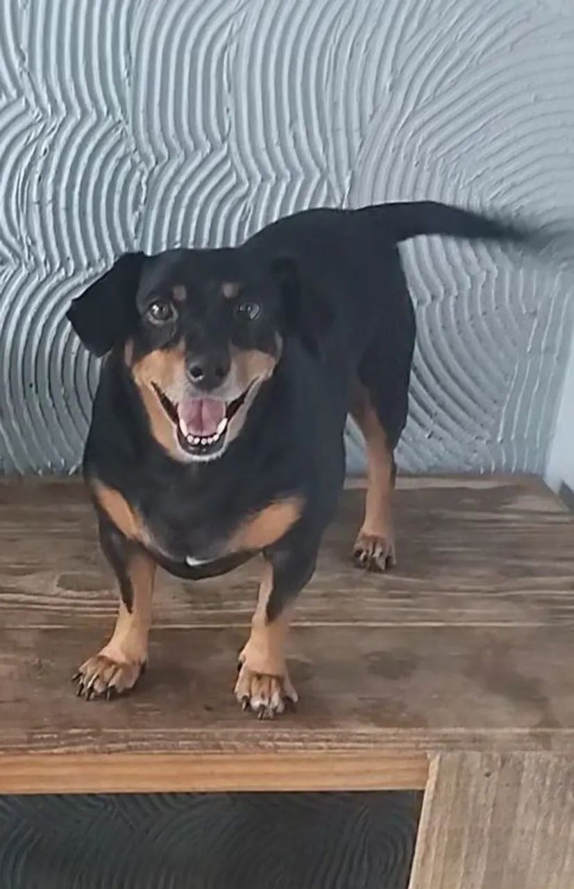 Estou doando dois cachorros  - Foto 2