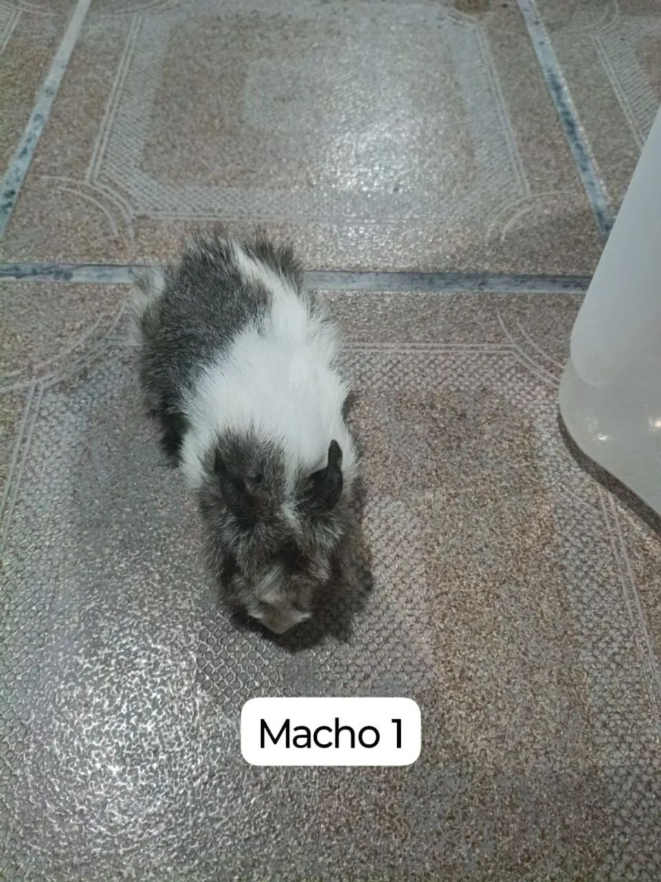 Porquinhos da índia peludos  - Foto 2