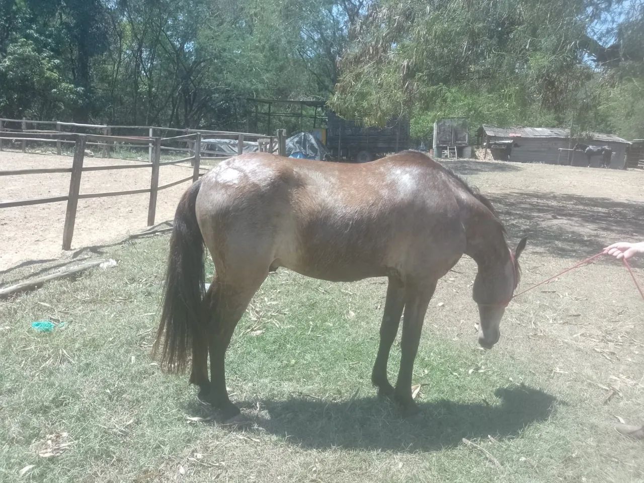 Vendo cavalo manga larga  - Foto 3