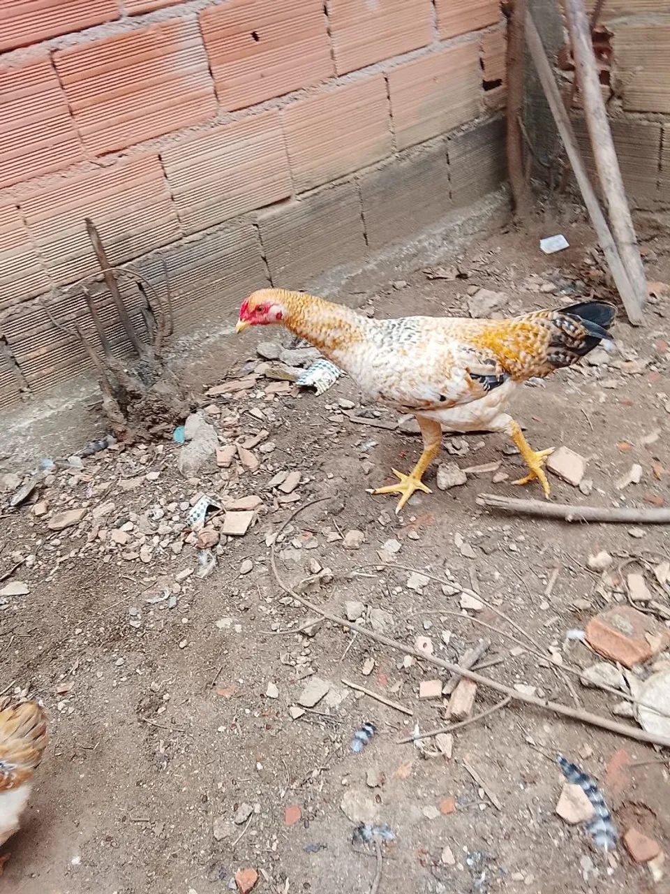 Veda de galinha e frangos 