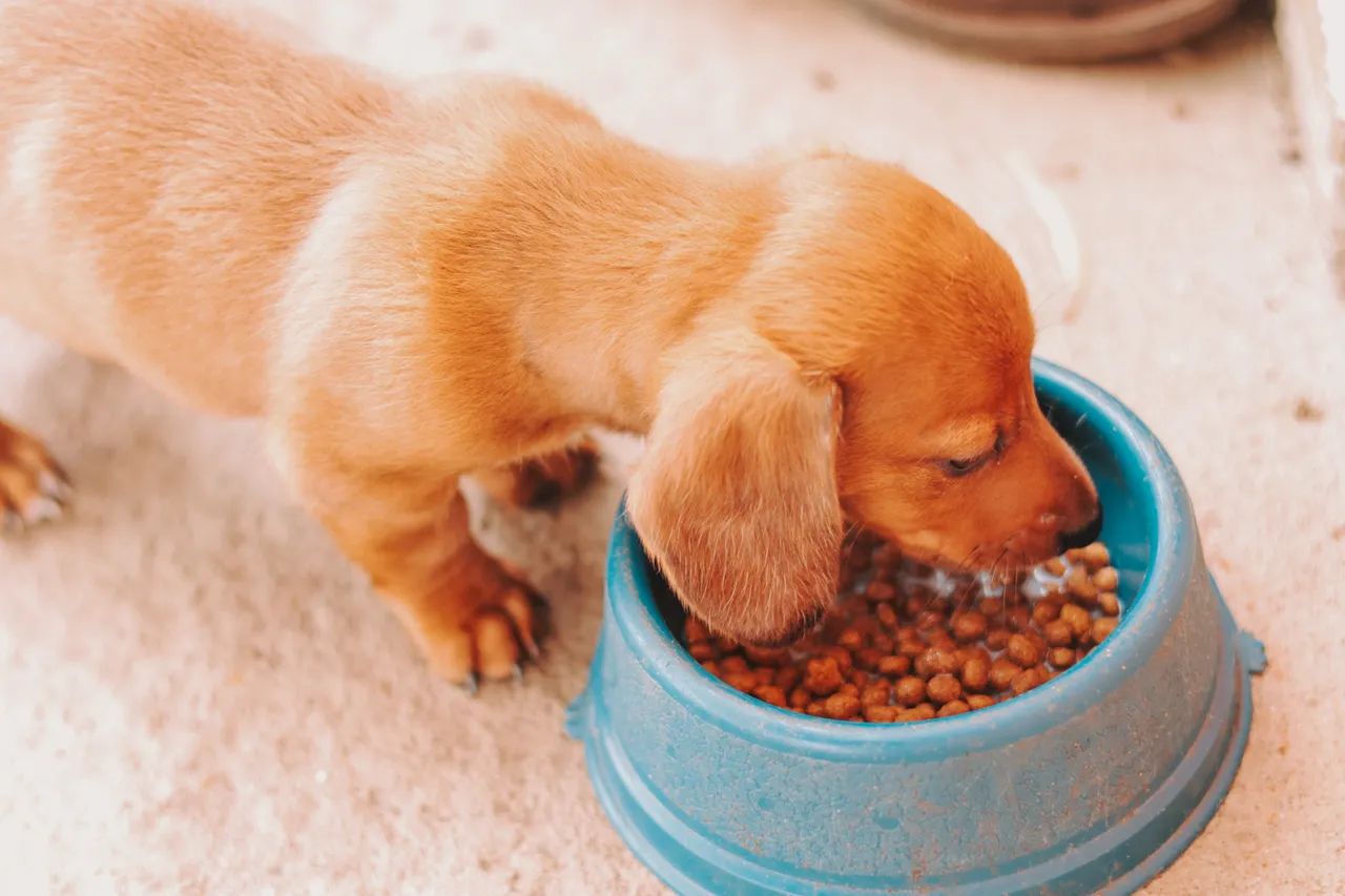 Dachshund  - Foto 5