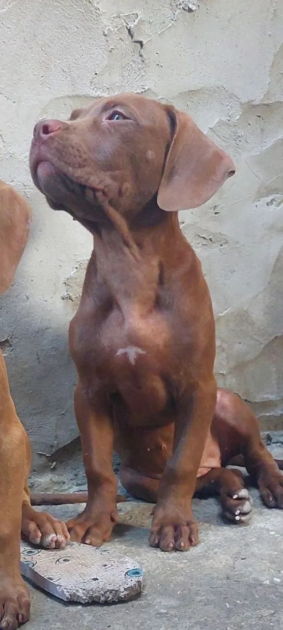 Cachorro Pitt monster  - Foto 4