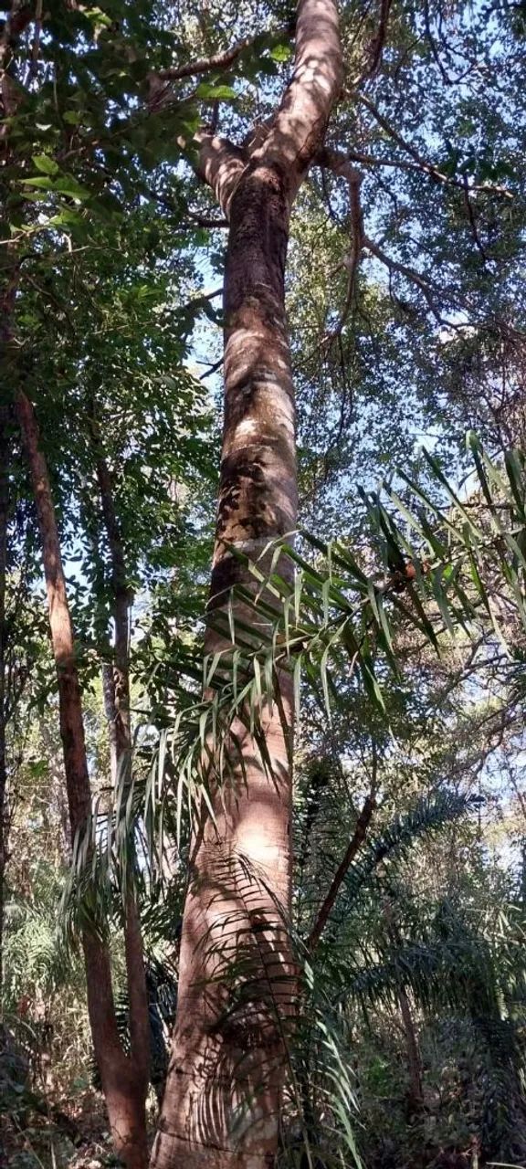 Fazenda - Foto 5