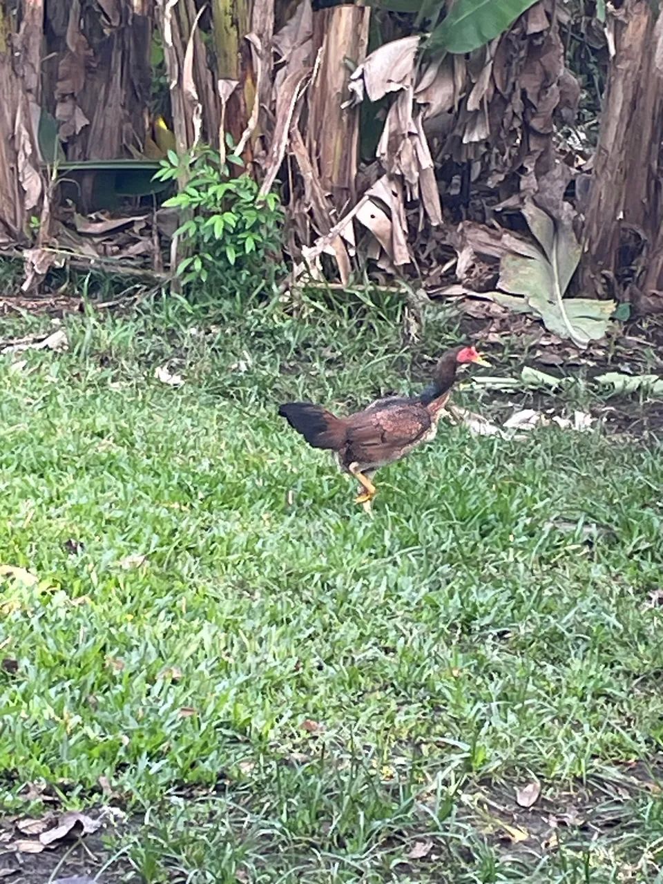 Galinha caipira  - Foto 2