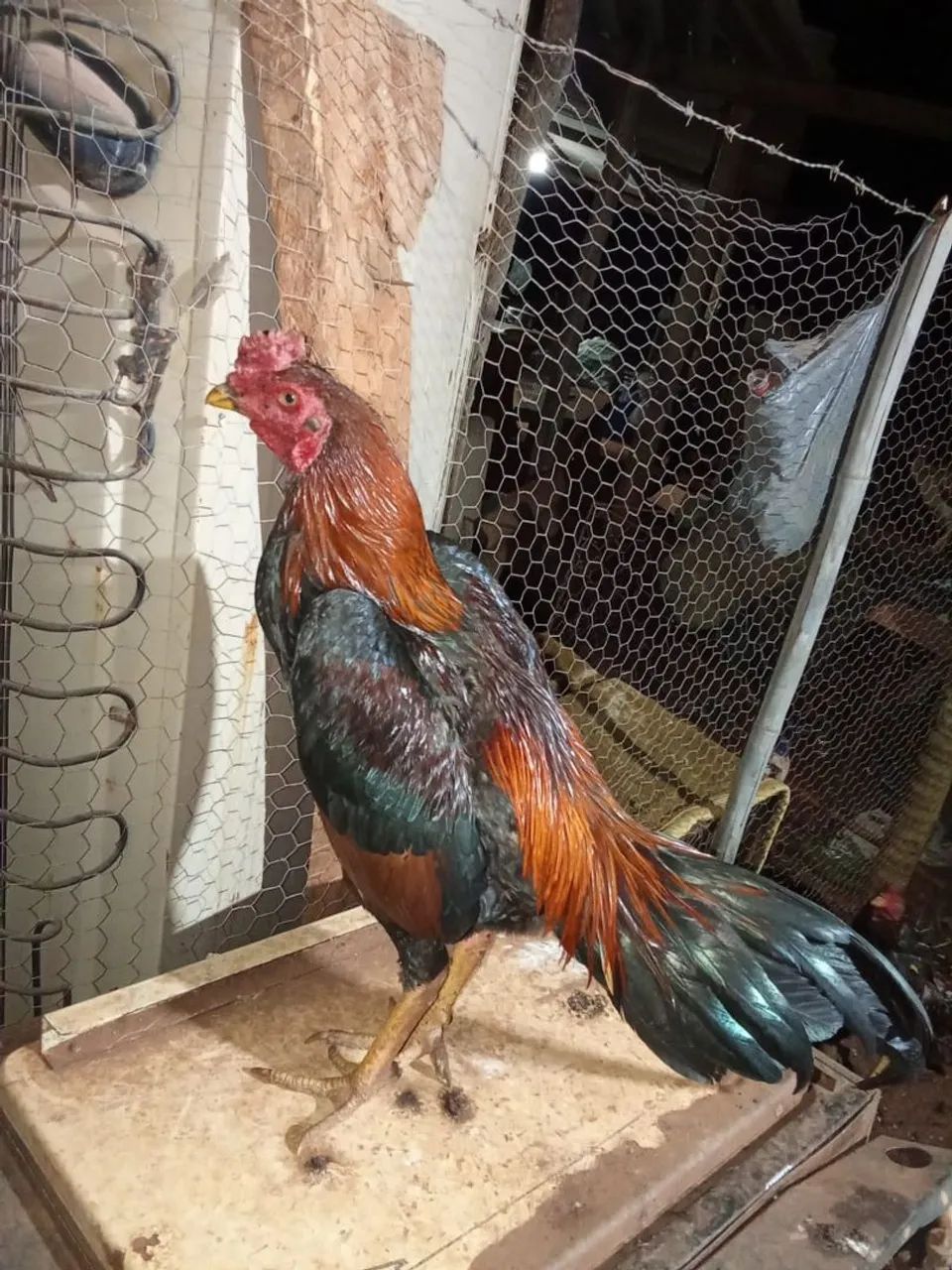 Frango índio 