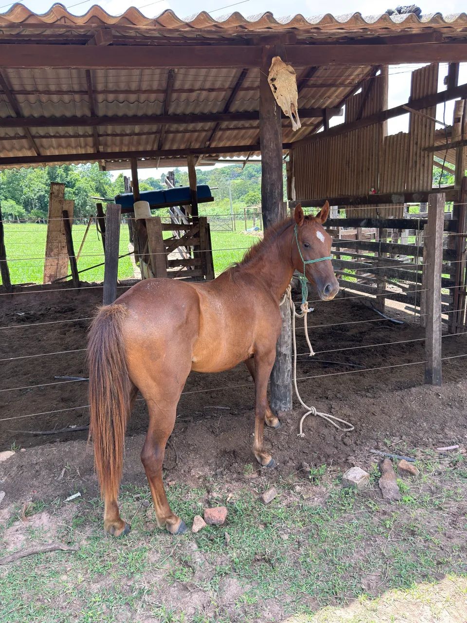 Vende - se Potra QM - Foto 3