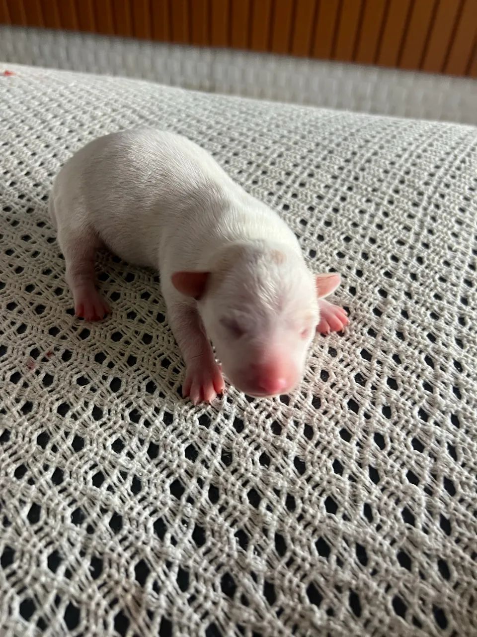 Pincher Puro - Foto 3