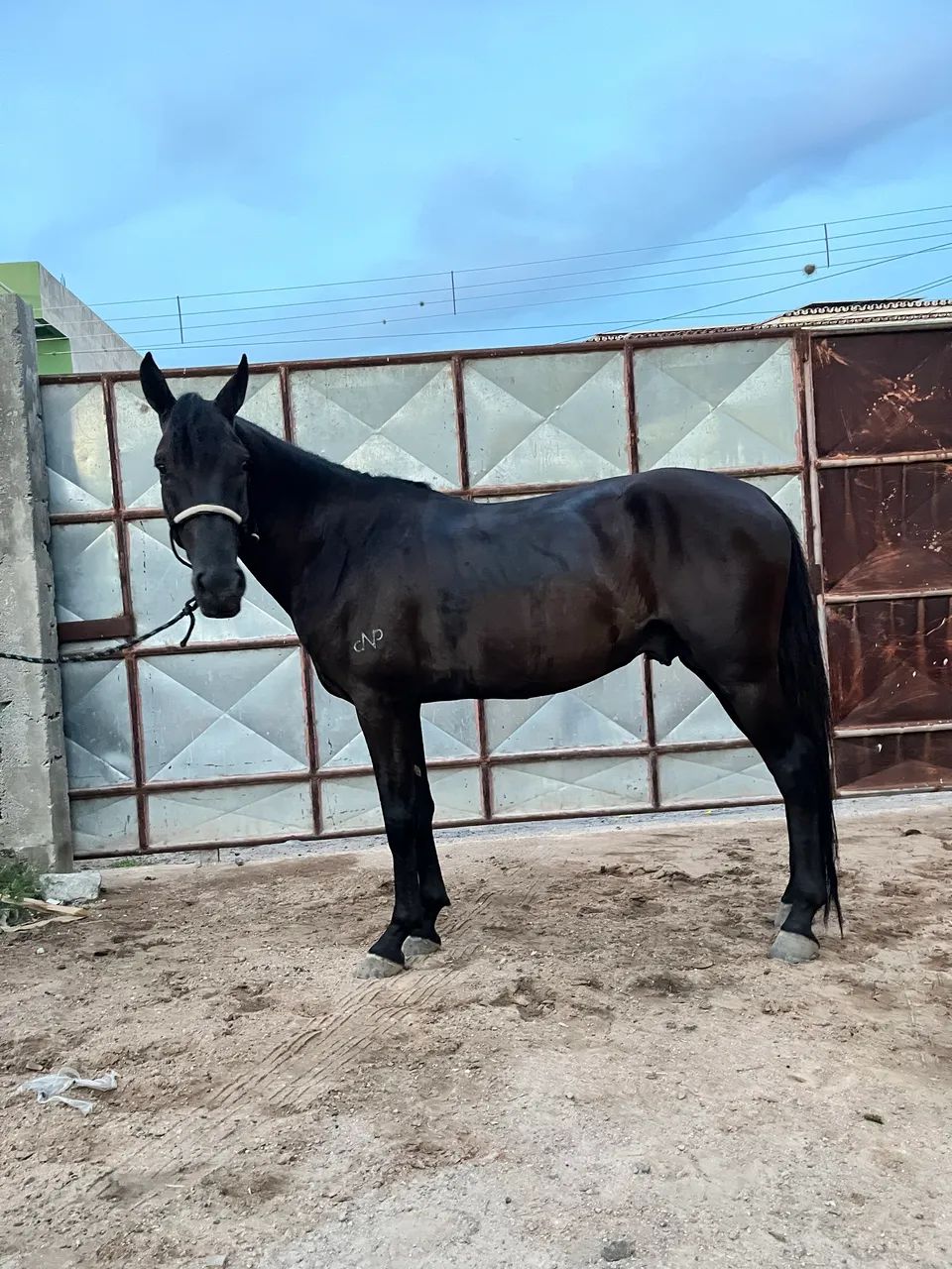 Cavalo