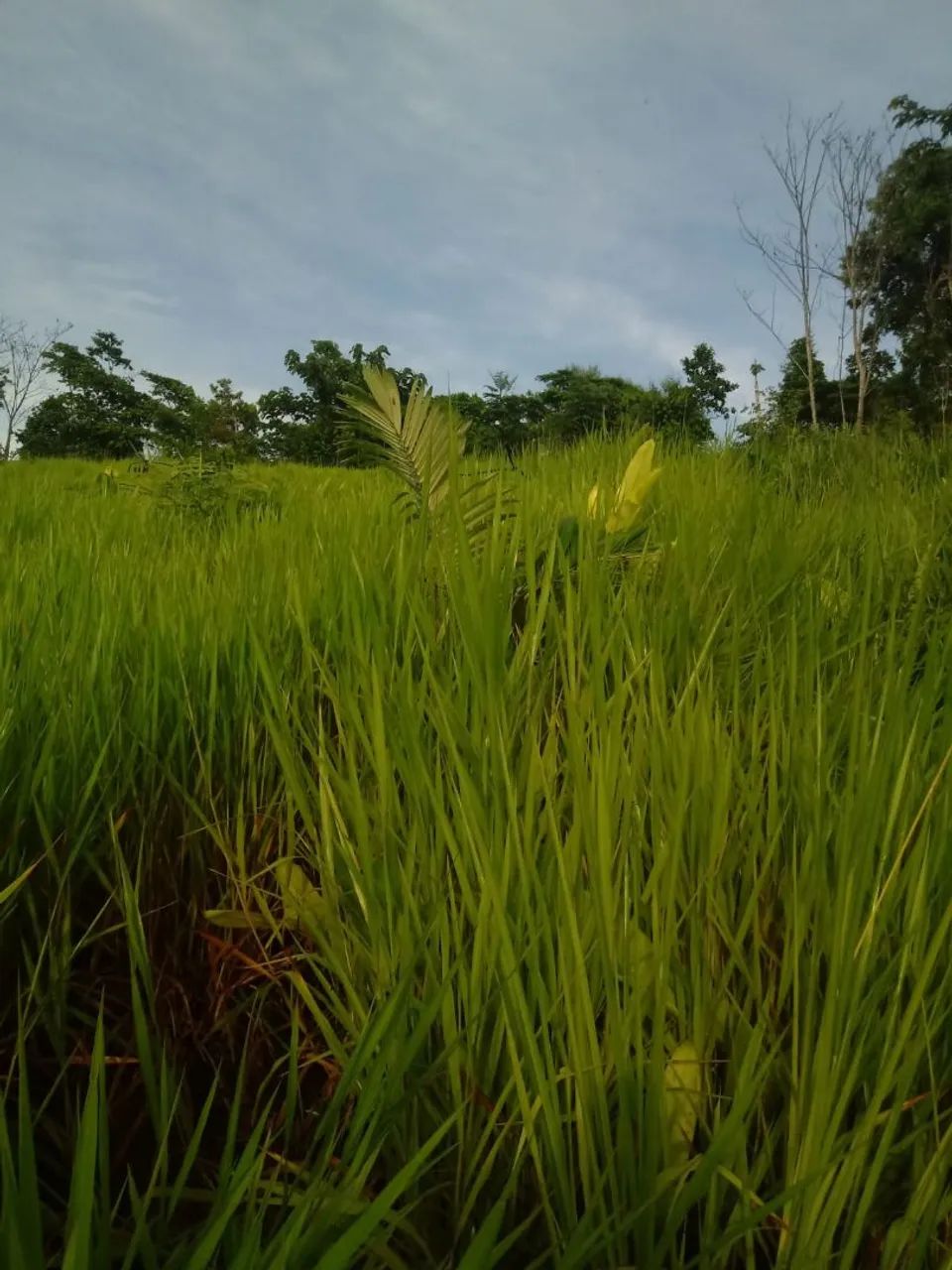 Vendo 632 hectares 650.000,00 tel. * - Foto 3
