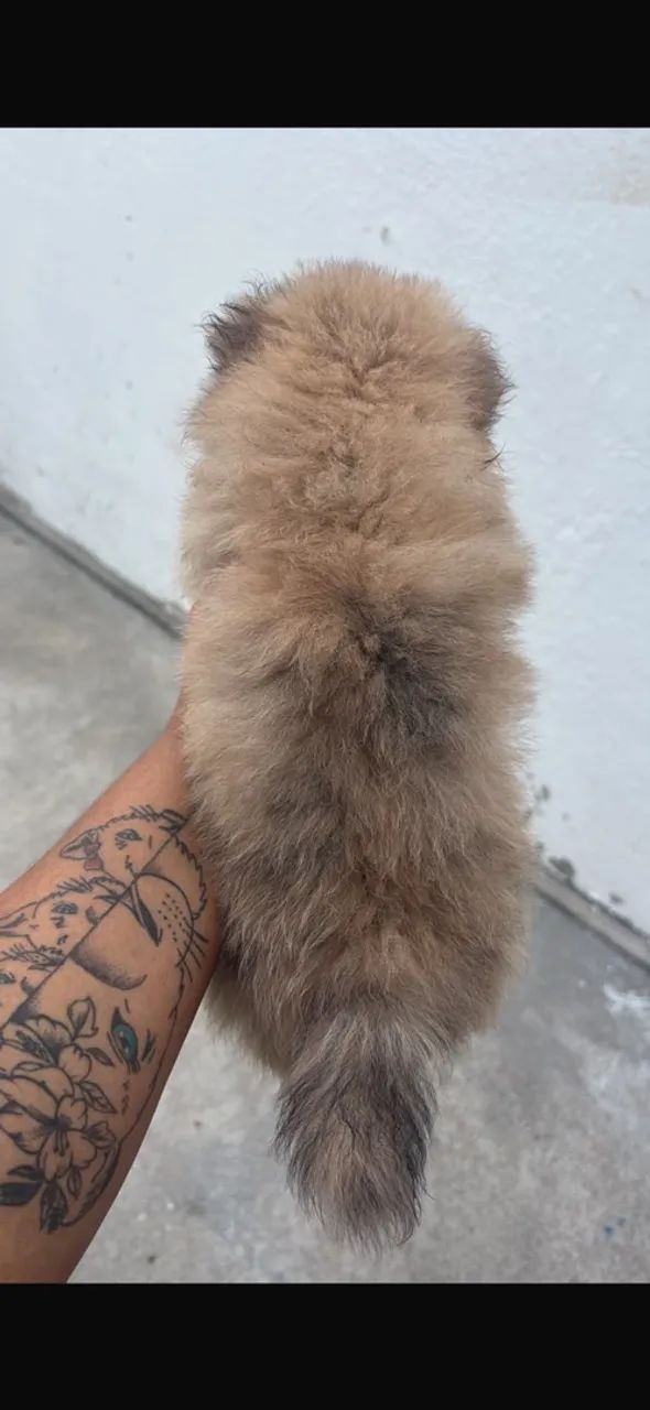Spitz alemão macho - Foto 2