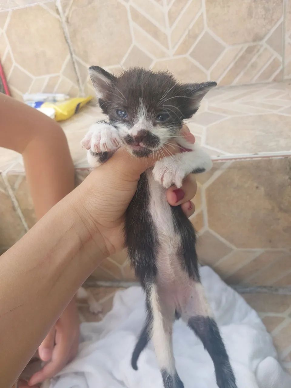 Responsável muito novinhos uma fêmea e dois machos - Foto 2