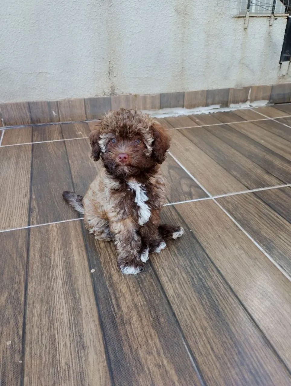 Vende filhote de poodle fêmea 