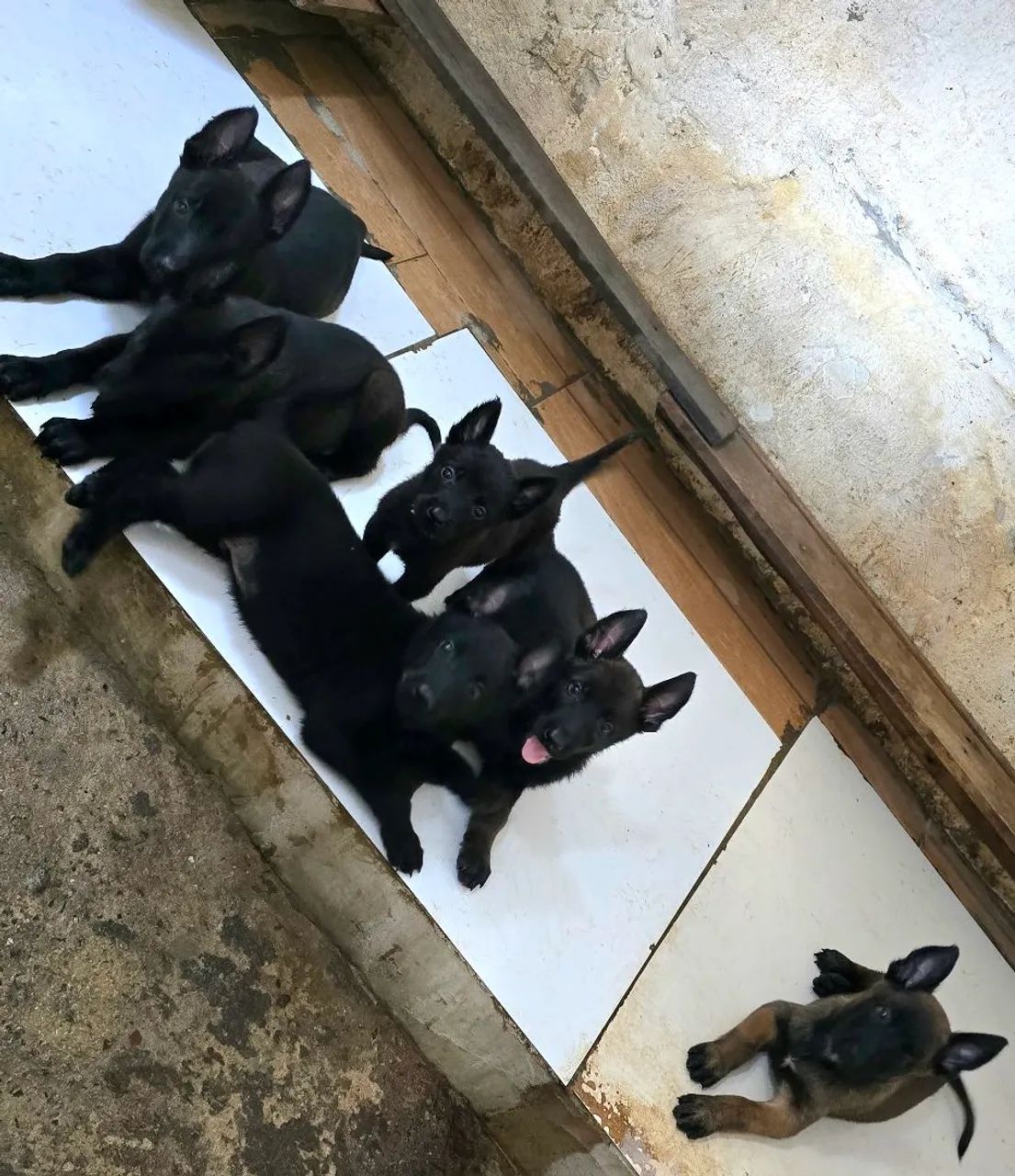 Pastor belga de malinois  - Foto 4